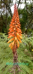 Kniphofia uvaria