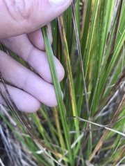 Cladium mariscoides