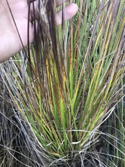 Cladium mariscoides