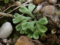 Riccia glauca