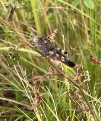 Spharagemon cristatum