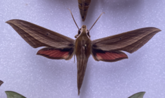 Xylophanes cthulhu