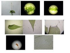 Rhynchostegium serrulatum