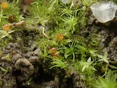 Ephemerum minutissimum