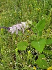 Salvia sclarea