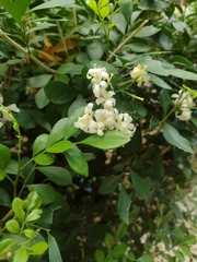 Murraya paniculata