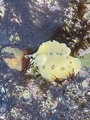 Diaulula sandiegensis