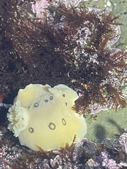Diaulula sandiegensis