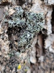 Phaeophyscia ciliata