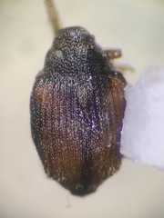 Ceutorhynchinae