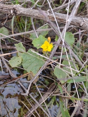 Cucumis melo