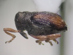 Ceutorhynchinae