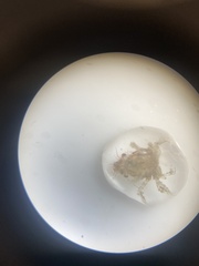 Decapoda