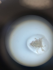 Decapoda