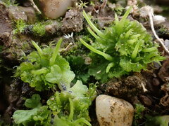 Anthoceros agrestis