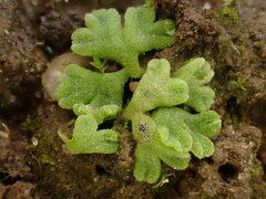 Riccia glauca