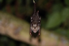 Hipposideros diadema