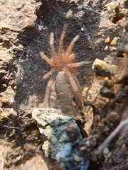 Palpimanidae