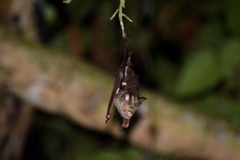 Hipposideros diadema