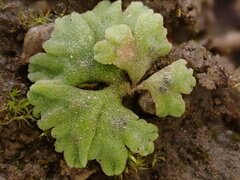 Riccia glauca