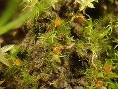 Ephemerum minutissimum