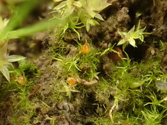 Ephemerum minutissimum