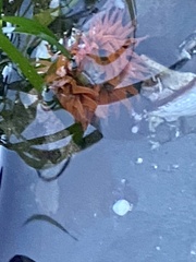 Anthopleura artemisia