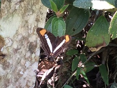 Adelpha serpa