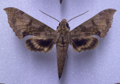 Xylophanes zurcheri