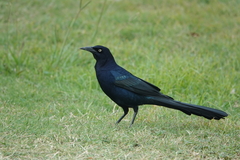 Quiscalus mexicanus