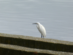 Egretta garzetta