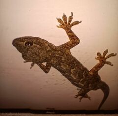 Hemidactylus flaviviridis