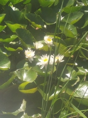 Nymphaea alba