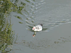 Cairina moschata domestica