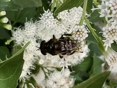 Copestylum tamaulipanum