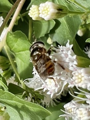 Copestylum tamaulipanum