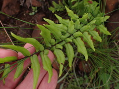Cheilanthes viridis