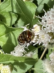 Copestylum tamaulipanum