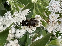 Copestylum tamaulipanum