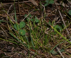 Isolepis setacea