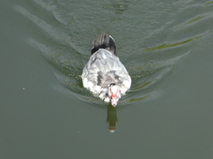 Cairina moschata domestica