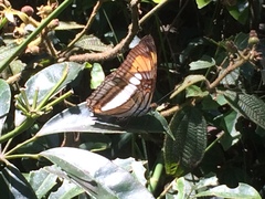 Adelpha serpa