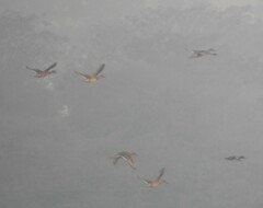 Dendrocygna javanica