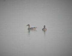 Dendrocygna javanica