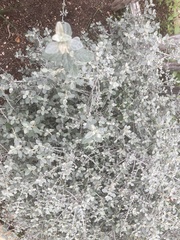 Buddleja marrubiifolia