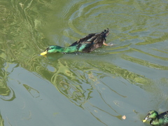 Anas platyrhynchos domesticus