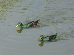 Anas platyrhynchos domesticus