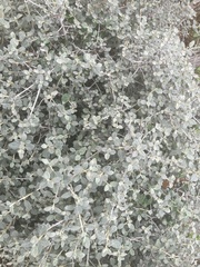 Buddleja marrubiifolia