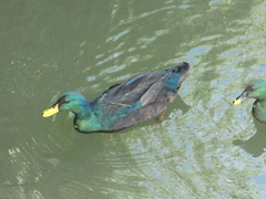 Anas platyrhynchos domesticus