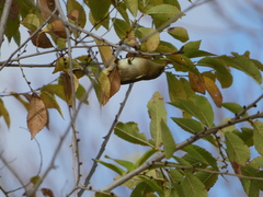 Phylloscopus